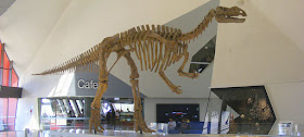 Cast of a Muttaburrasaurus langdoni skeleton in the foyer of the National Museum of Australia.