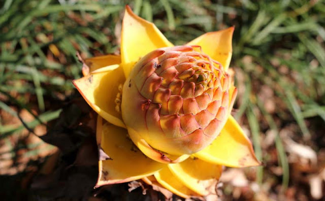 Chinese Yellow Banana Flowers Pictures