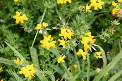 birds-foot trefoil (invasive)