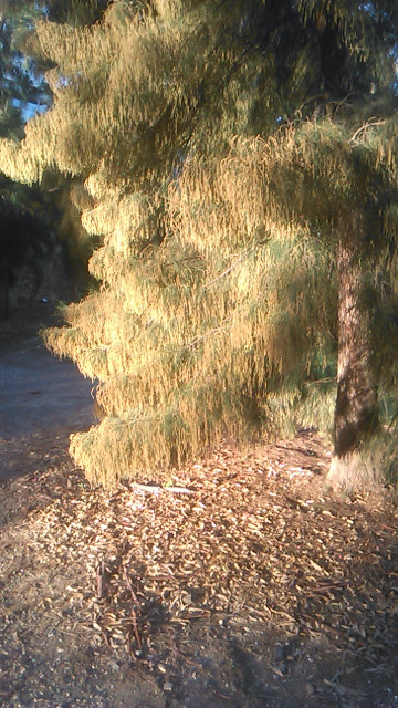  casuarina equisetifolia