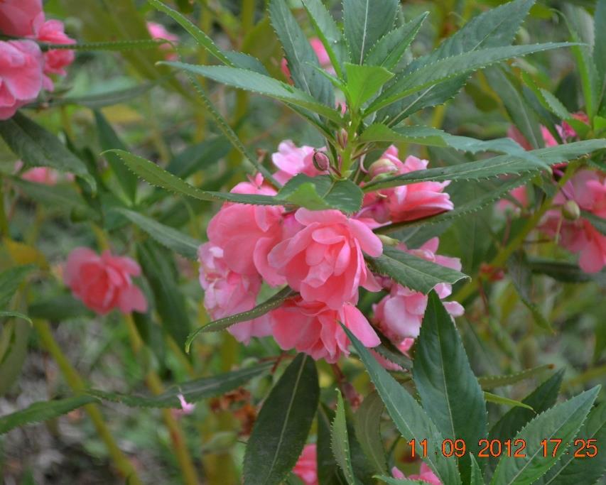  pokok  herba bunga ulaman dan segala jenis tumbuhan 
