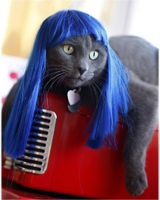 Cats Wearing Wigs