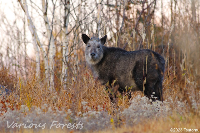 Japanese Serow at Asama Volcano Park