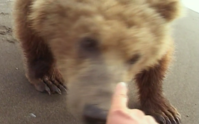 Still from 'Grizzly Man', Treadwell almost touching Grizzly (2)