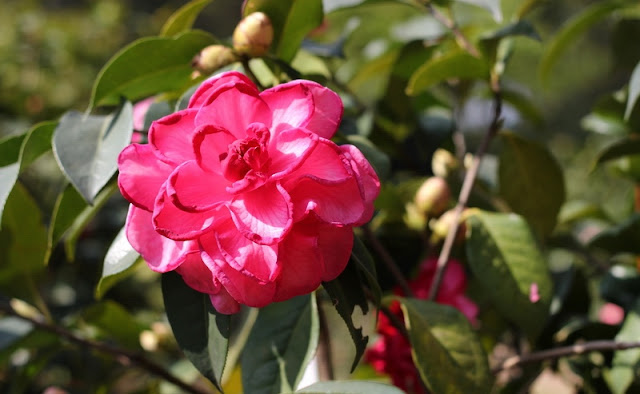 Camellia Flowers Pictures