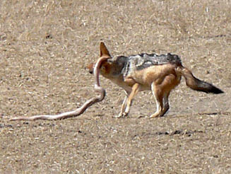 Mole Snake and Jackal