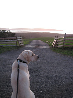 Poppy waiting for sunset to come