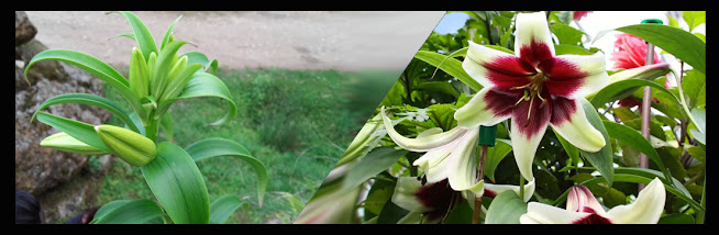 Ayurvedic Herbs Of Nepal Lilium nepalense बन लसुन Ban Lasun