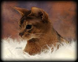 abyssinian cats