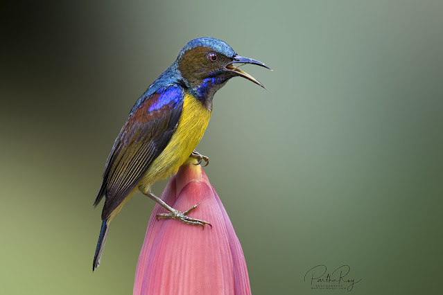 Brown-throated Sunbird: Exploring the Radiance of a Tiny Avian Jewel