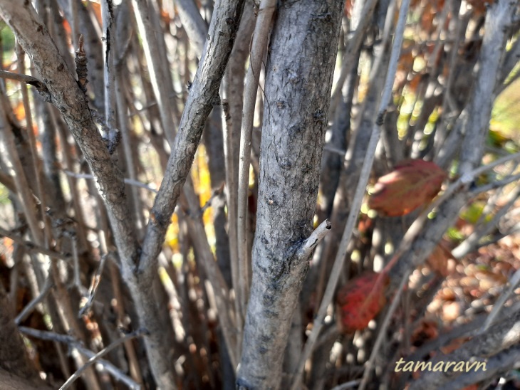 Калина буреинская (Viburnum burejaeticum)