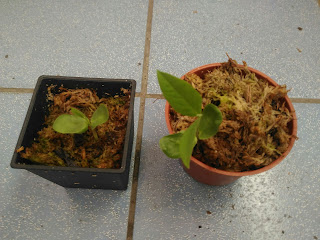 蝶豆種子發芽了