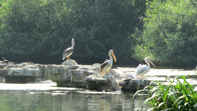 London, England, Pelicans 