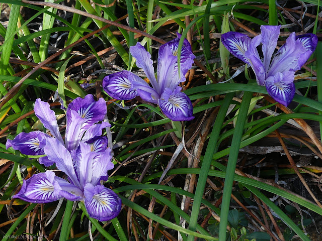 more irises with lots of blue edges