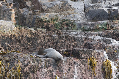 Australian Fur Seal (Arctocephalus pusillus) 