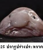 25สัตว์น้ำประหลาด blob fish