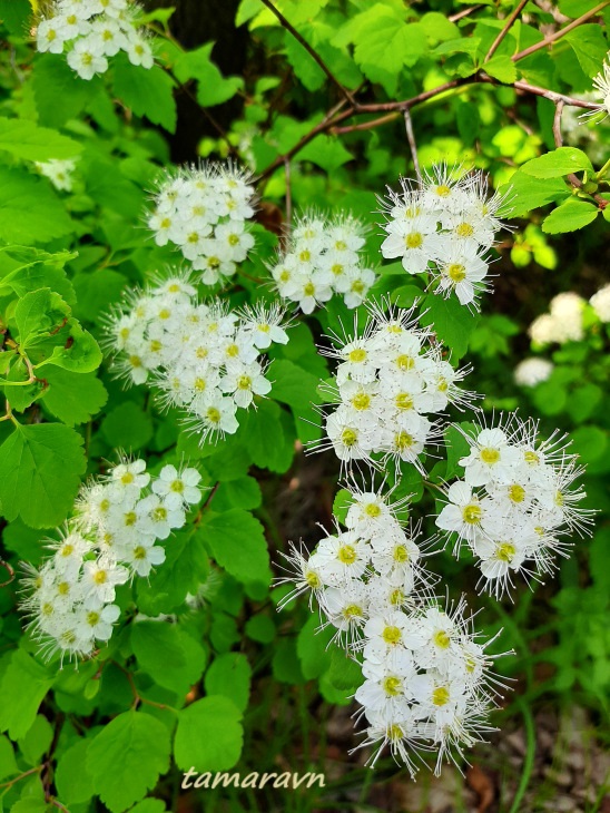 Спирея уссурийская / Таволга уссурийская (Spiraea ussuriensis)