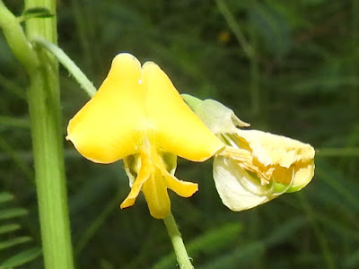 田菁的花