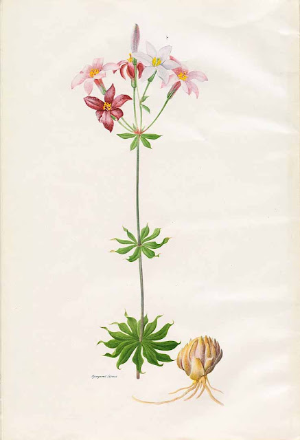 Лилия краснеющая (Lilium rubescens)