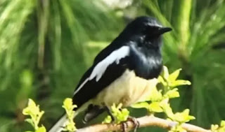 Birds that cannot tolerate cold in winter.