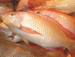 Termasuk ikan populer untuk dijadikan sebagai target mancing ialah ikan Nila merah Umpan Mancing Ikan Nila Merah Paling Jitu