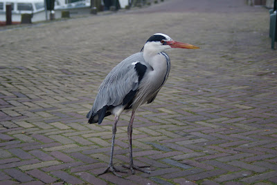 Blauwe Reiger - Ielreager - Ardea cinerea