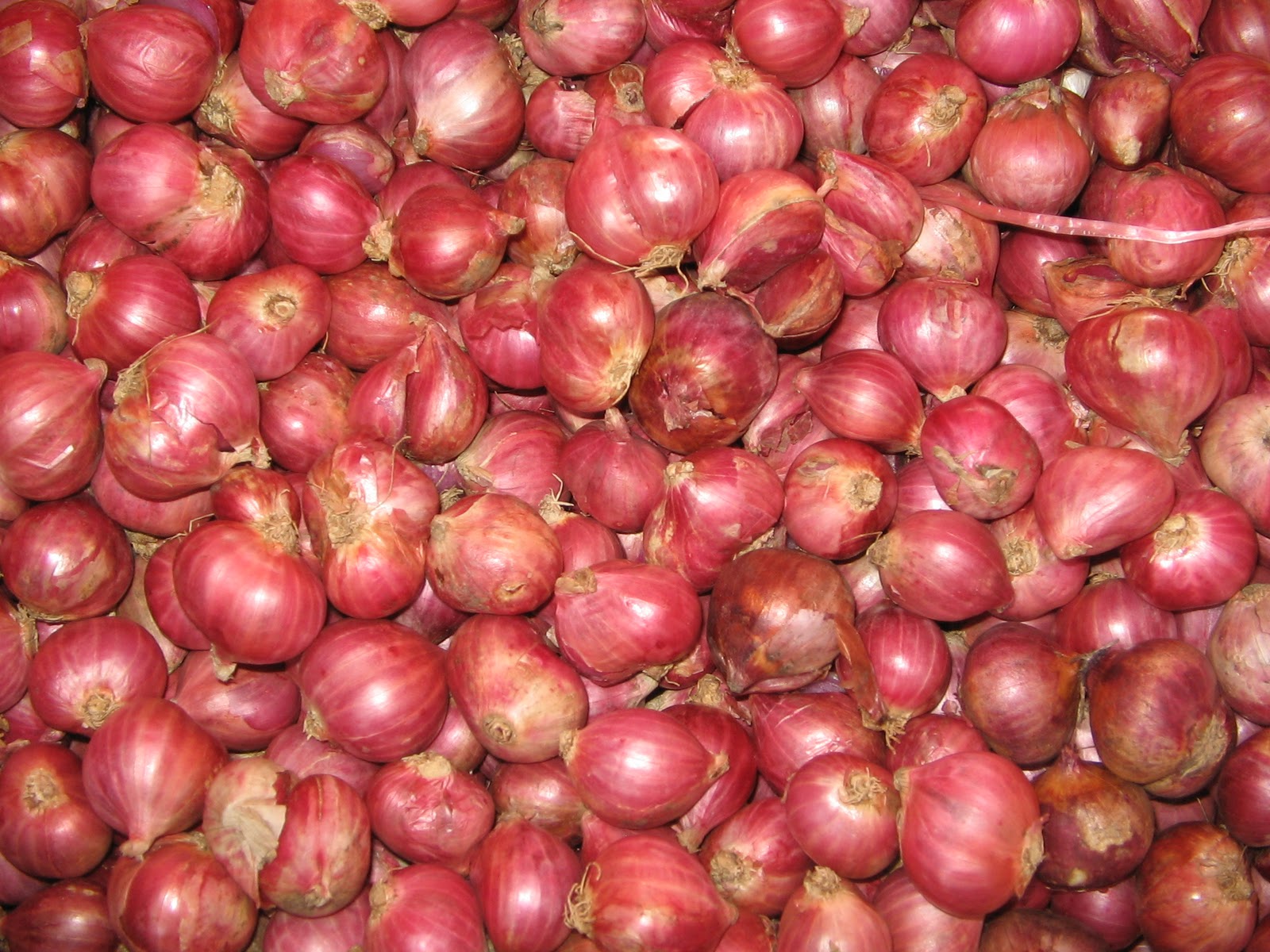 BAWANG MERAH