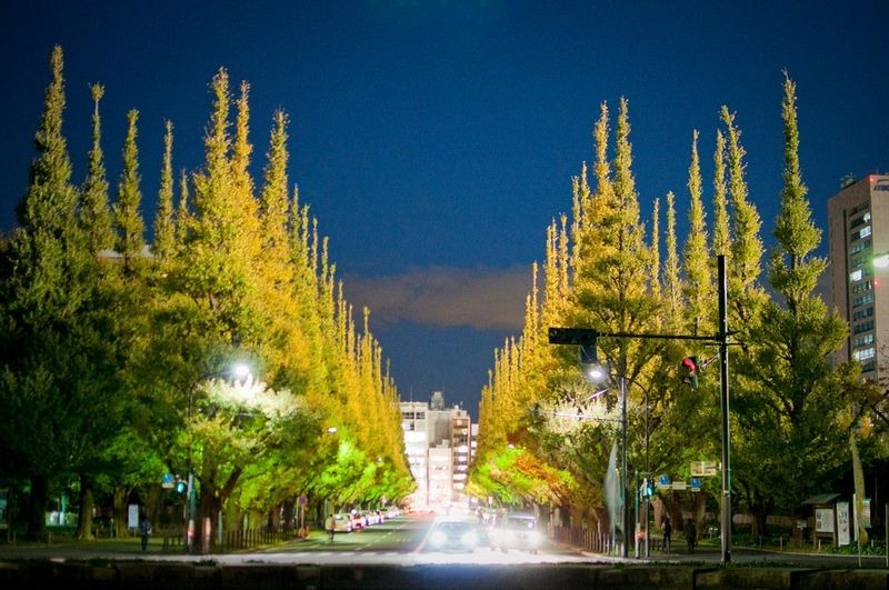 ginkgo-avenue-tokyo-5