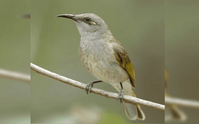 burung kecial kombo