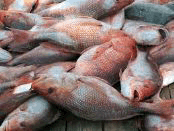 Ikan kakap, ikan kakap merah, harga ikan kakap, budidaya ikan kakap, ternak ikan kakap, kakap merah