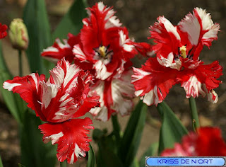 Tulipe perroquet 'Estella Rijnveld' 