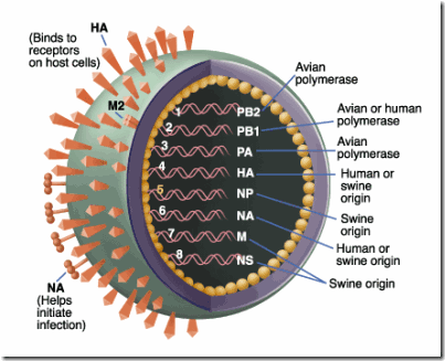 h1n1-fcc05