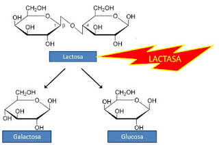 Fuente: el nutricionista de la general