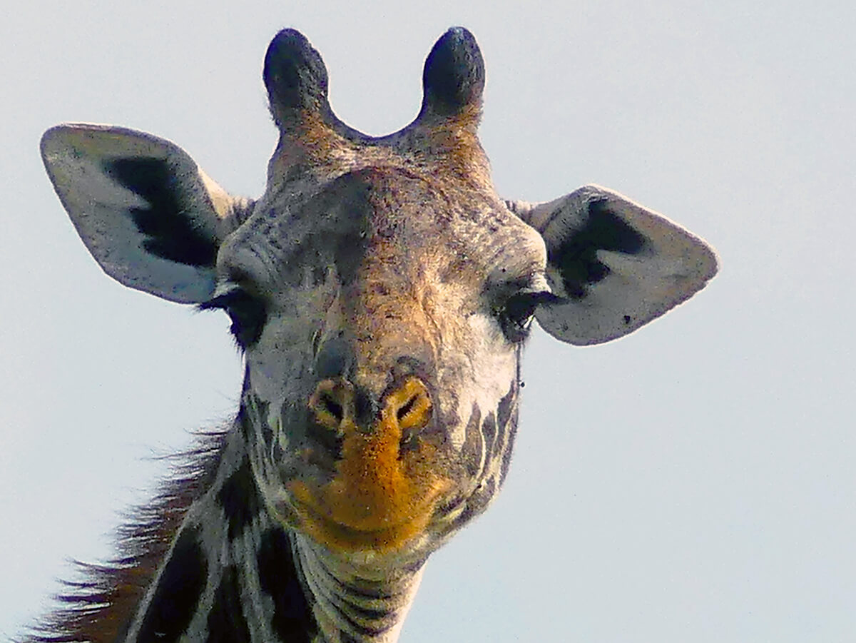 giraffe looking into the lens of the camera
