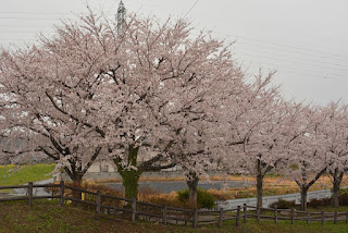 源氏川沿いの桜