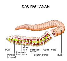  ALAT  PERNAPASAN  PADA HEWAN  asa generasiku