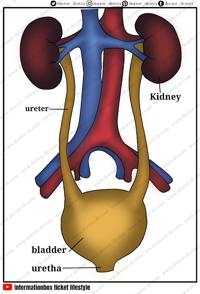 Excretion - The Urinary System & It's Disorders Doctor-dr