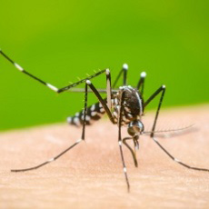 Una joven de 22 años de Federación es el primer caso de #Dengue positivo