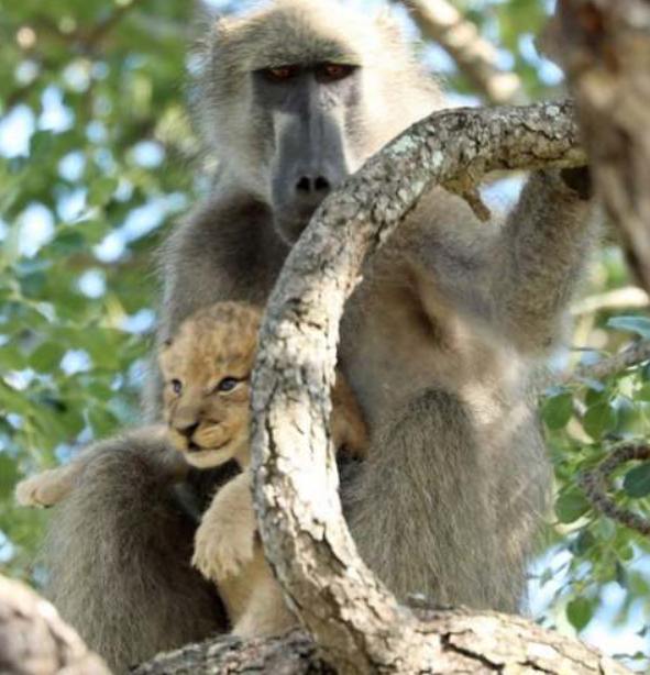 wonder-in-crugero-national-park-monkey-playing-with-lion-cub