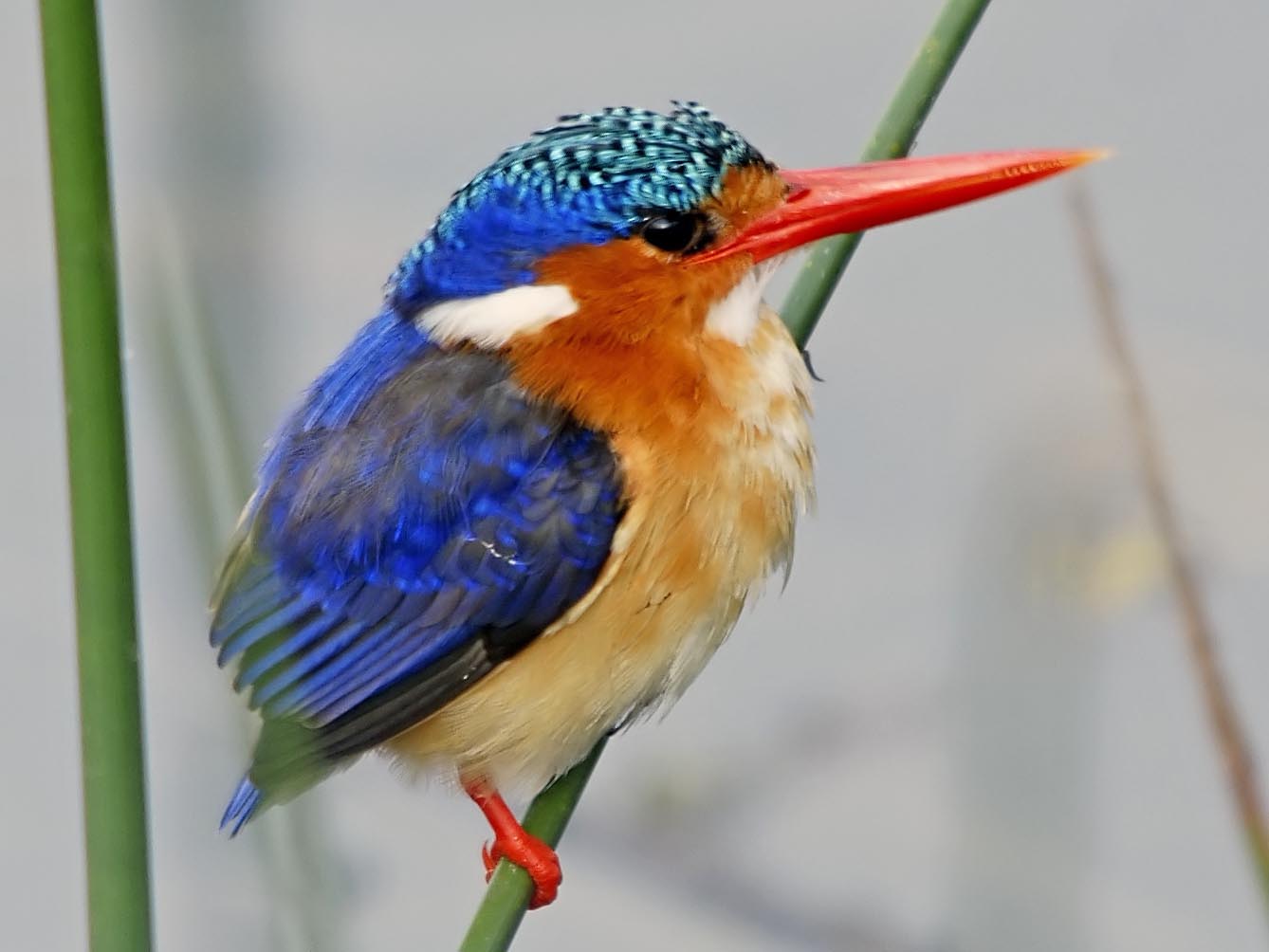 Amazing World & Fun: The Most Colorful birds On the Earth