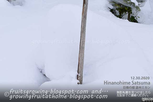 ミカン日南の姫の木に雪が積もりました 防寒対策