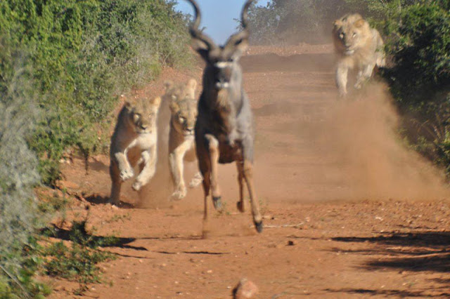 Wild Buck vs African Lions