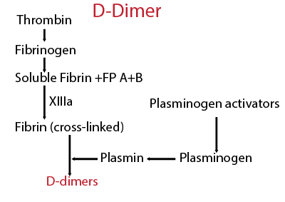 ý nghĩa xét nghiệm D-dimer, định lượng D-dimer để làm gì, Các yếu tố làm tăng D-dimer, tạo fibrin và tiêu fibrin, bệnh lý huyết khối và d-dimer.