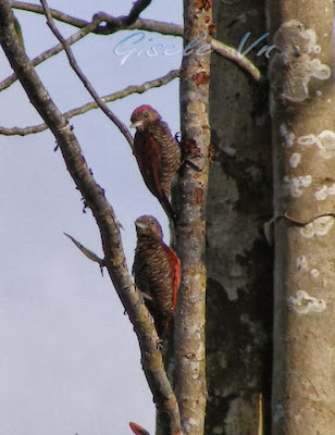 Blood colored Woodpecker