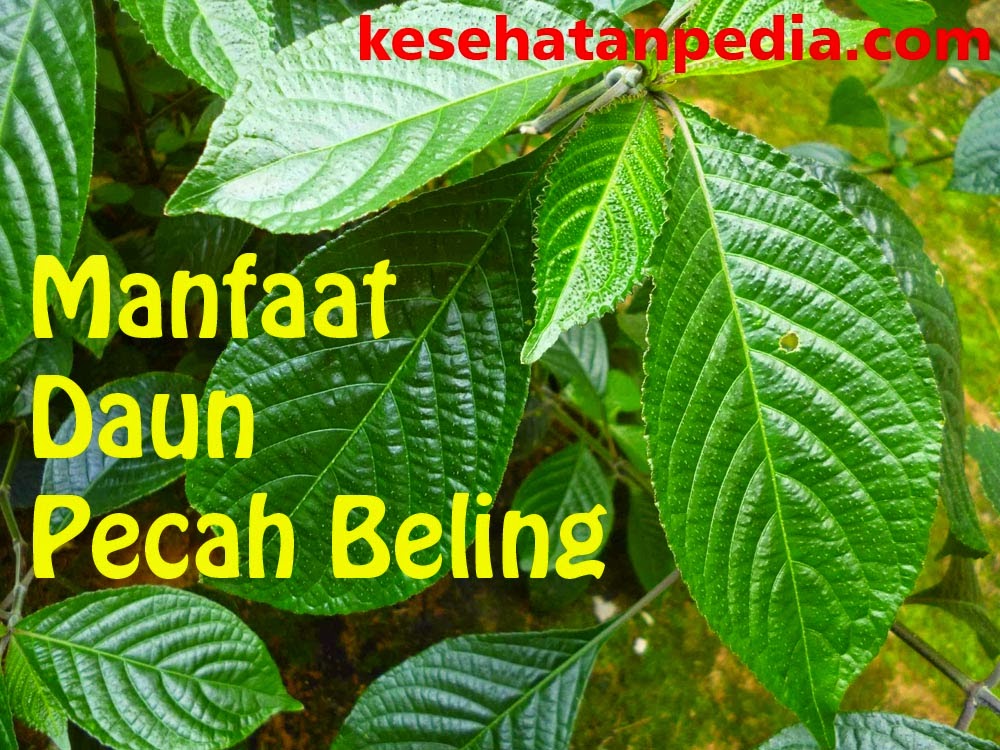 Manfaat Daun Pecah Beling untuk Kesehatan - kesehatanpedia