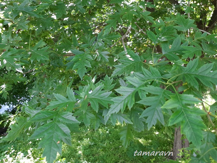 Боярышник перистонадрезанный (Crataegus pinnatifida)