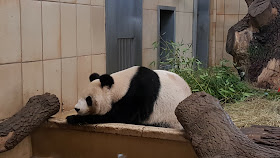 Giant Panda resting at the Zoo In Vienna
