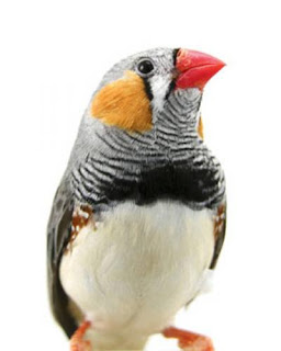 Zebra Finch Bird Pictures