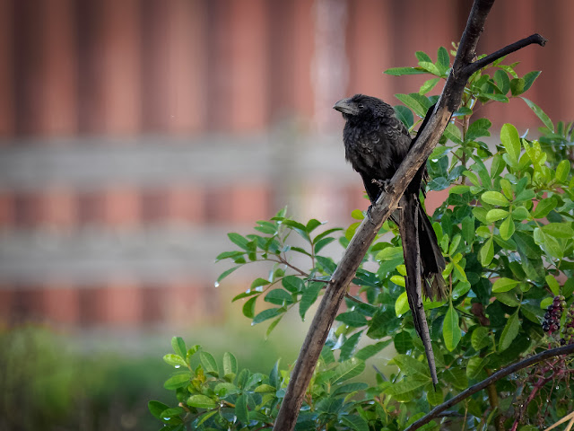 Unveiling the Enigmatic Charm of the Smooth-Billed Ani