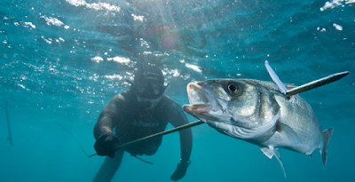 dicas-cacasubmarina | pesca Submarina 